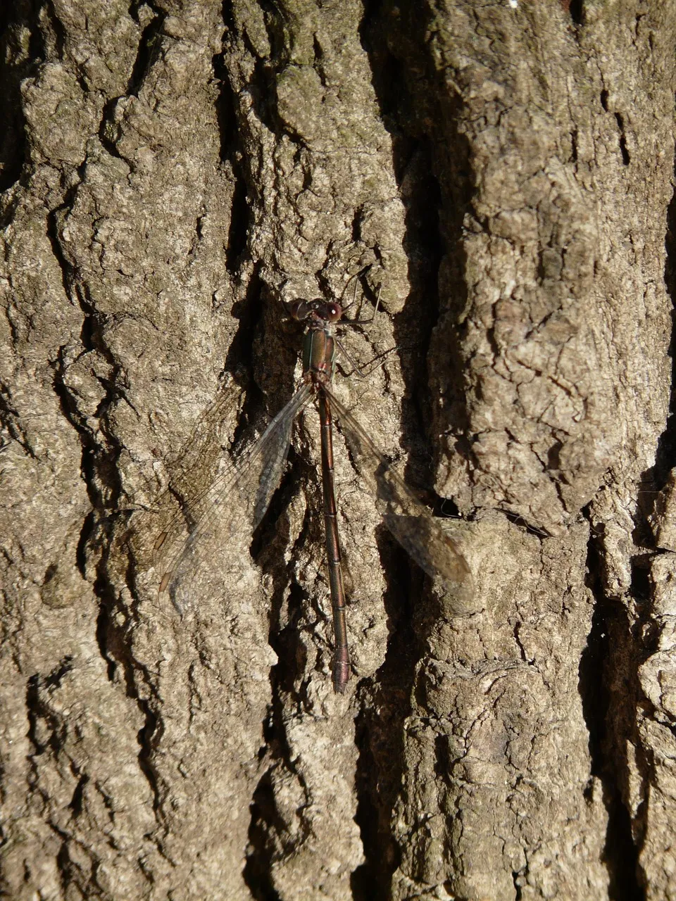 Maiden 2