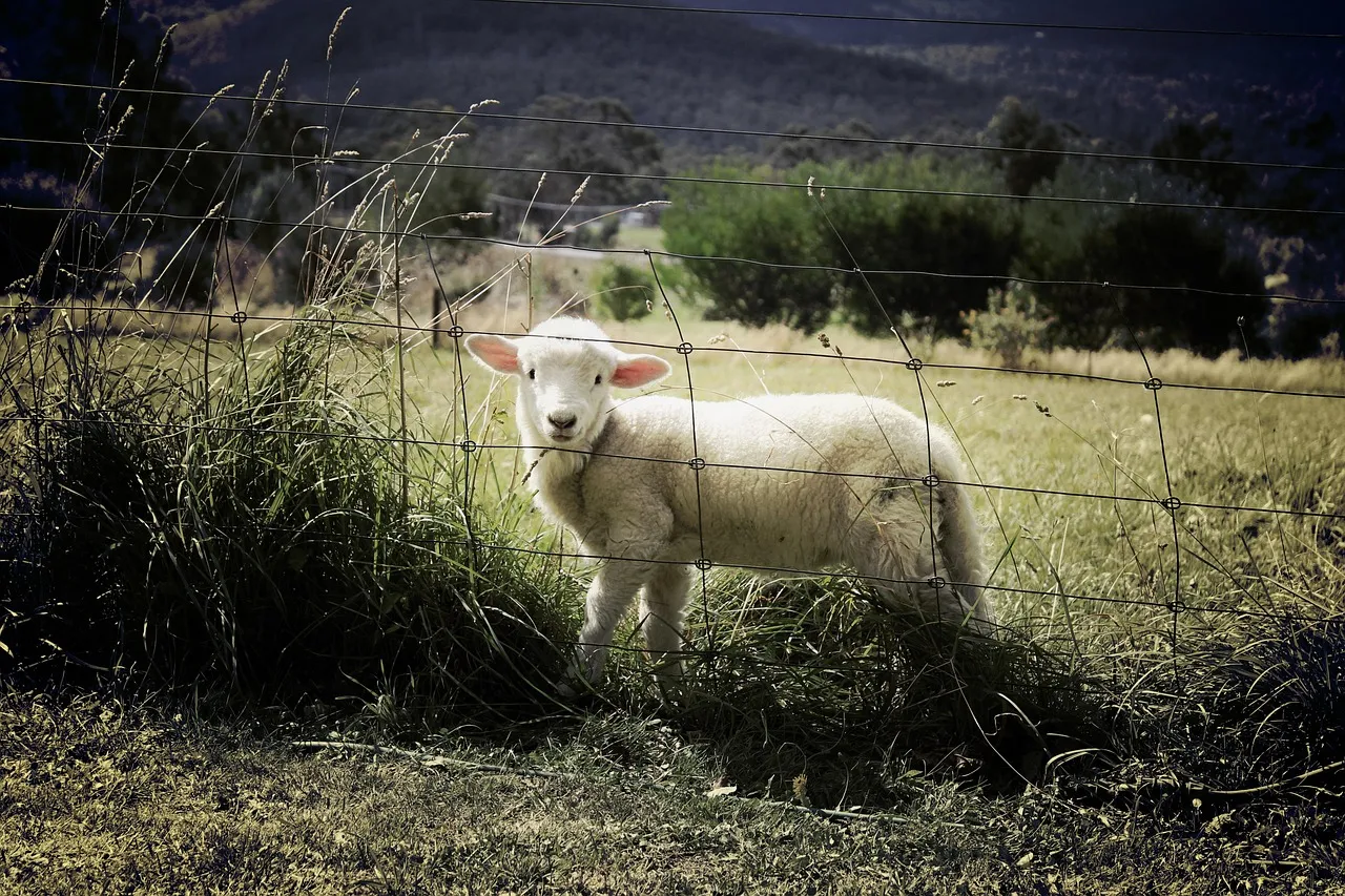 Farm 1